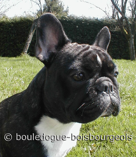 Ruthy Du bois bourgeois